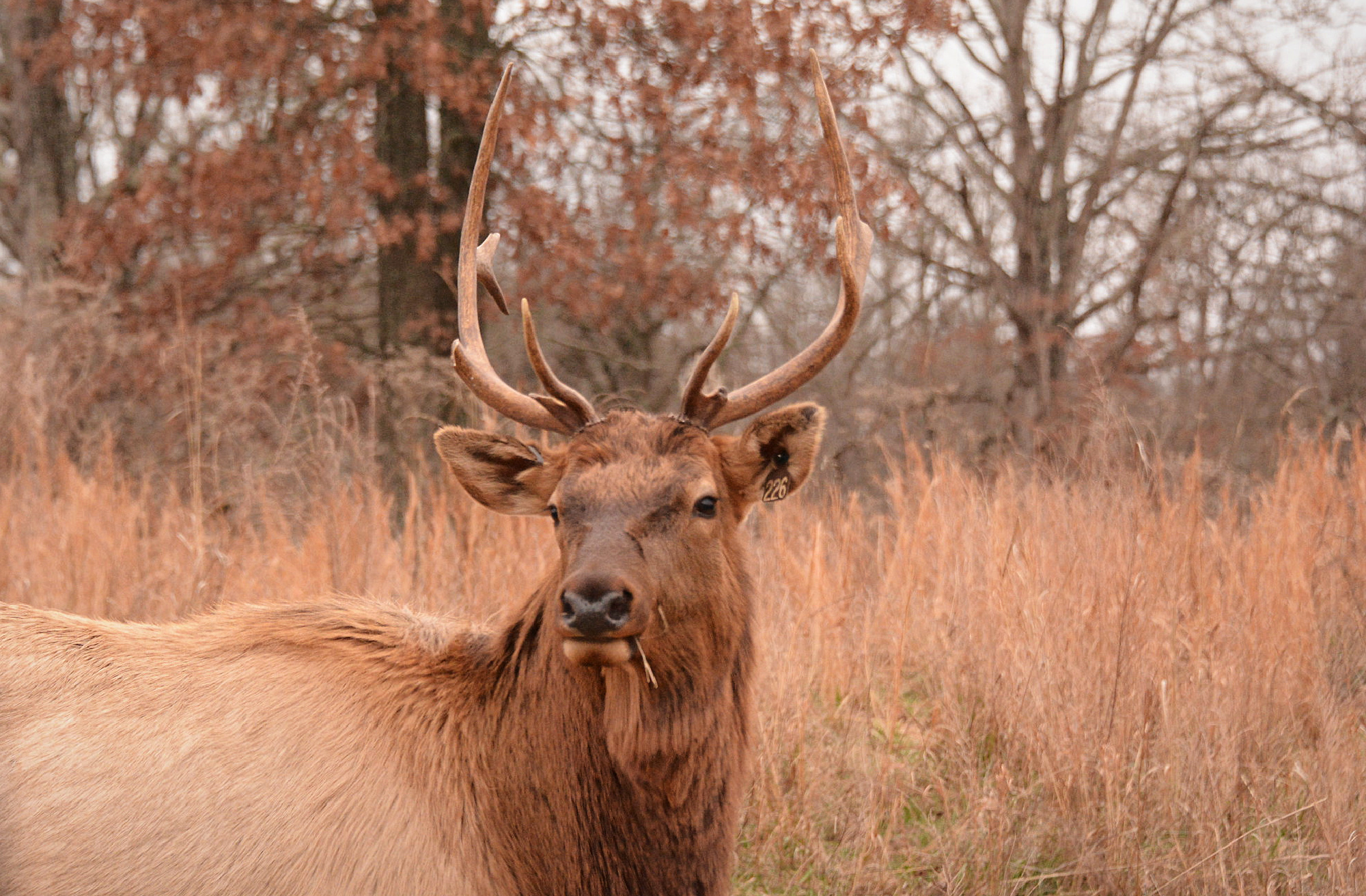 A bull elk stands in a forest in the eastern United States.