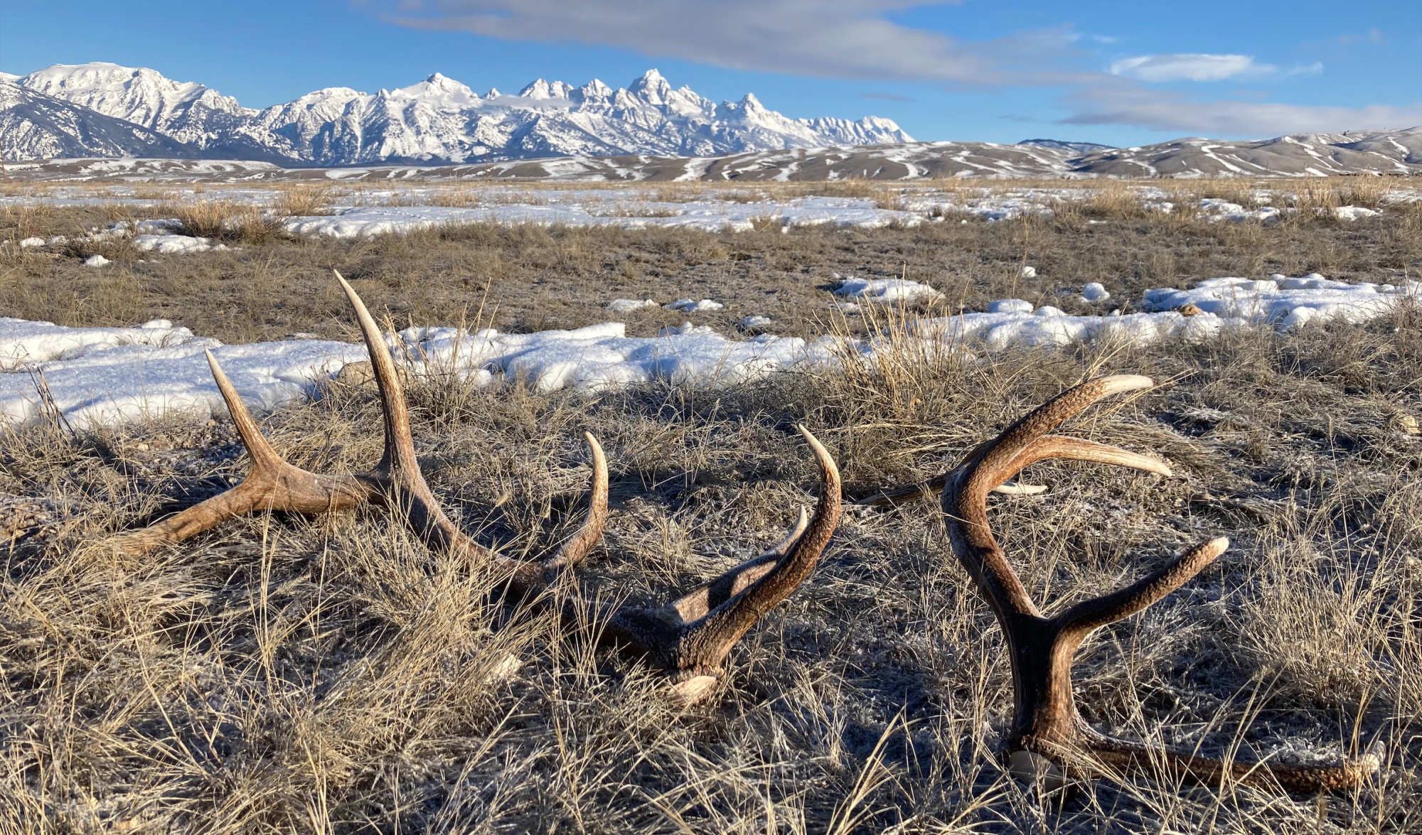 Antler Dealer Busted for Burying Shed Caches on Public Land Receives 5-Year Hunting Ban