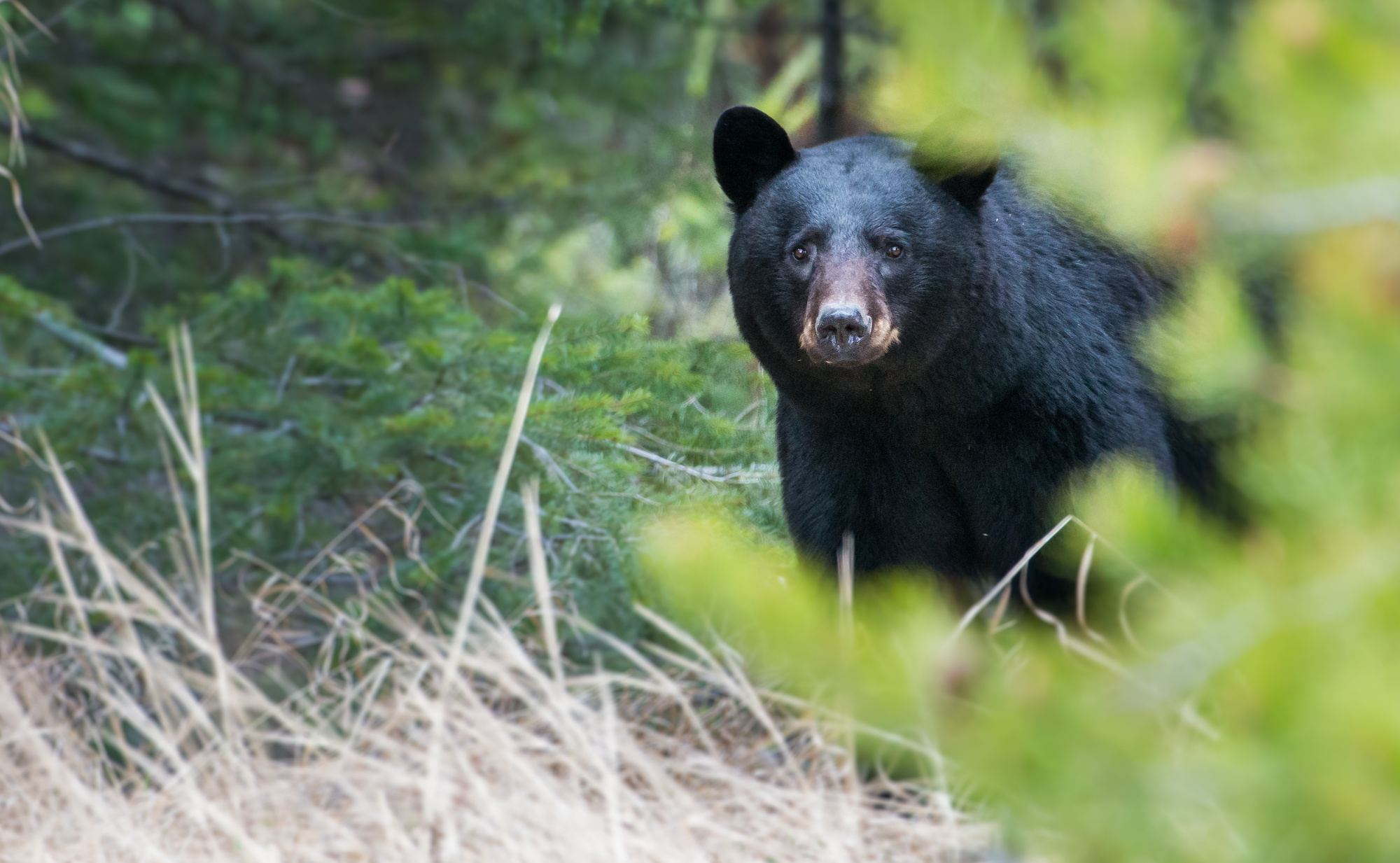 A black bear in the forest.
