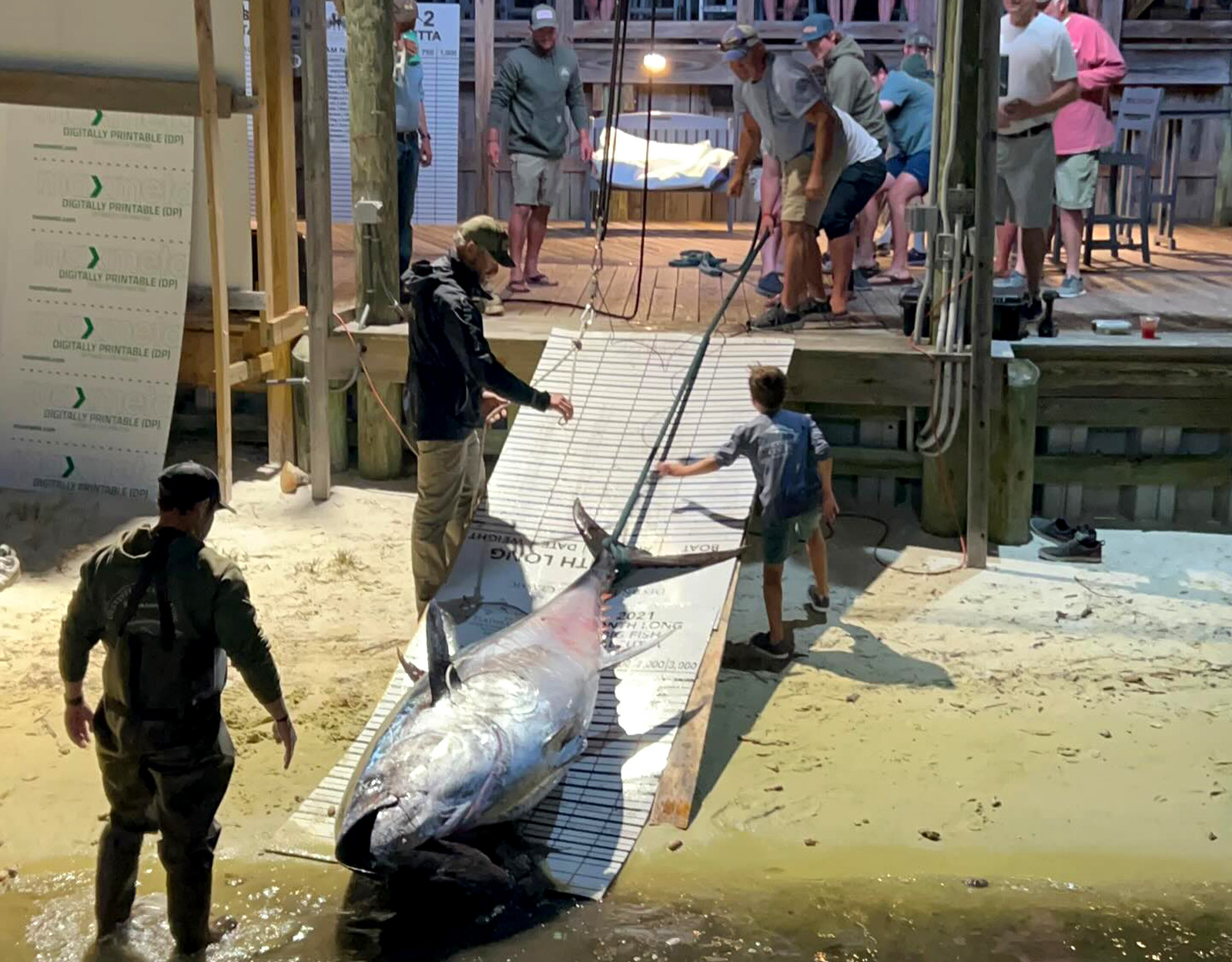 A giant bluefin tuna is pulled onto a dock.