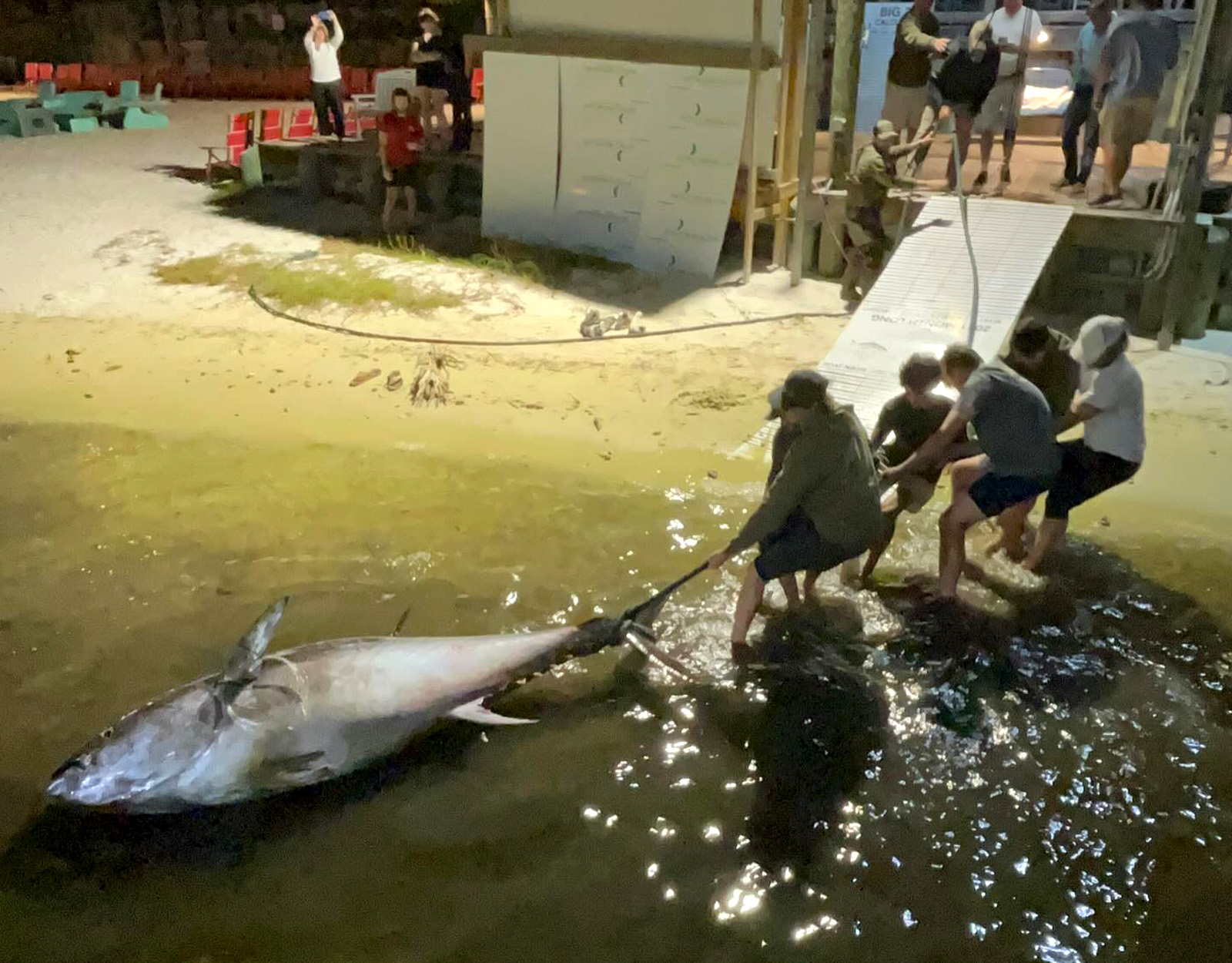 A giant bluefin tuna is hauled onto a dock.