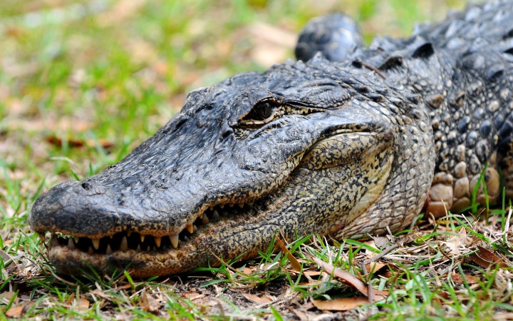 A close-up of an alligator in Florida.