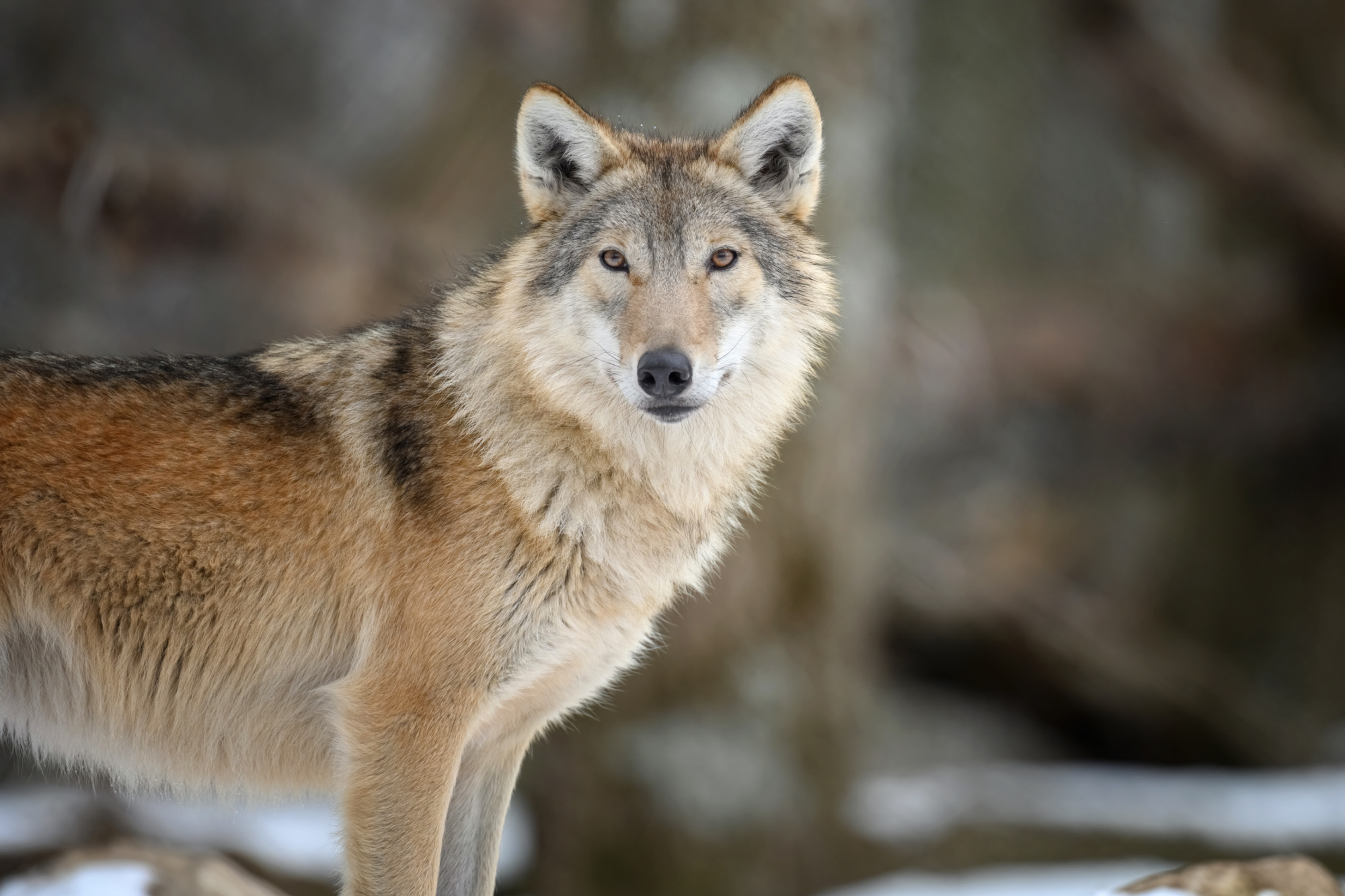 A gray wolf stands in a forest.