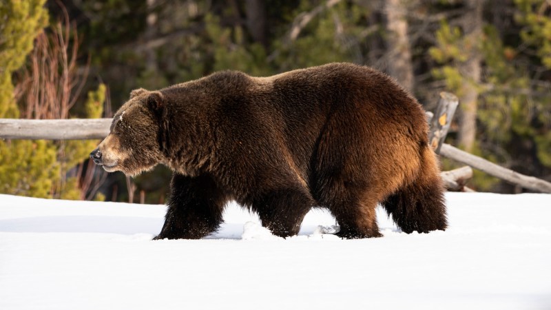 A grizzly bear walks through snow near a fence.