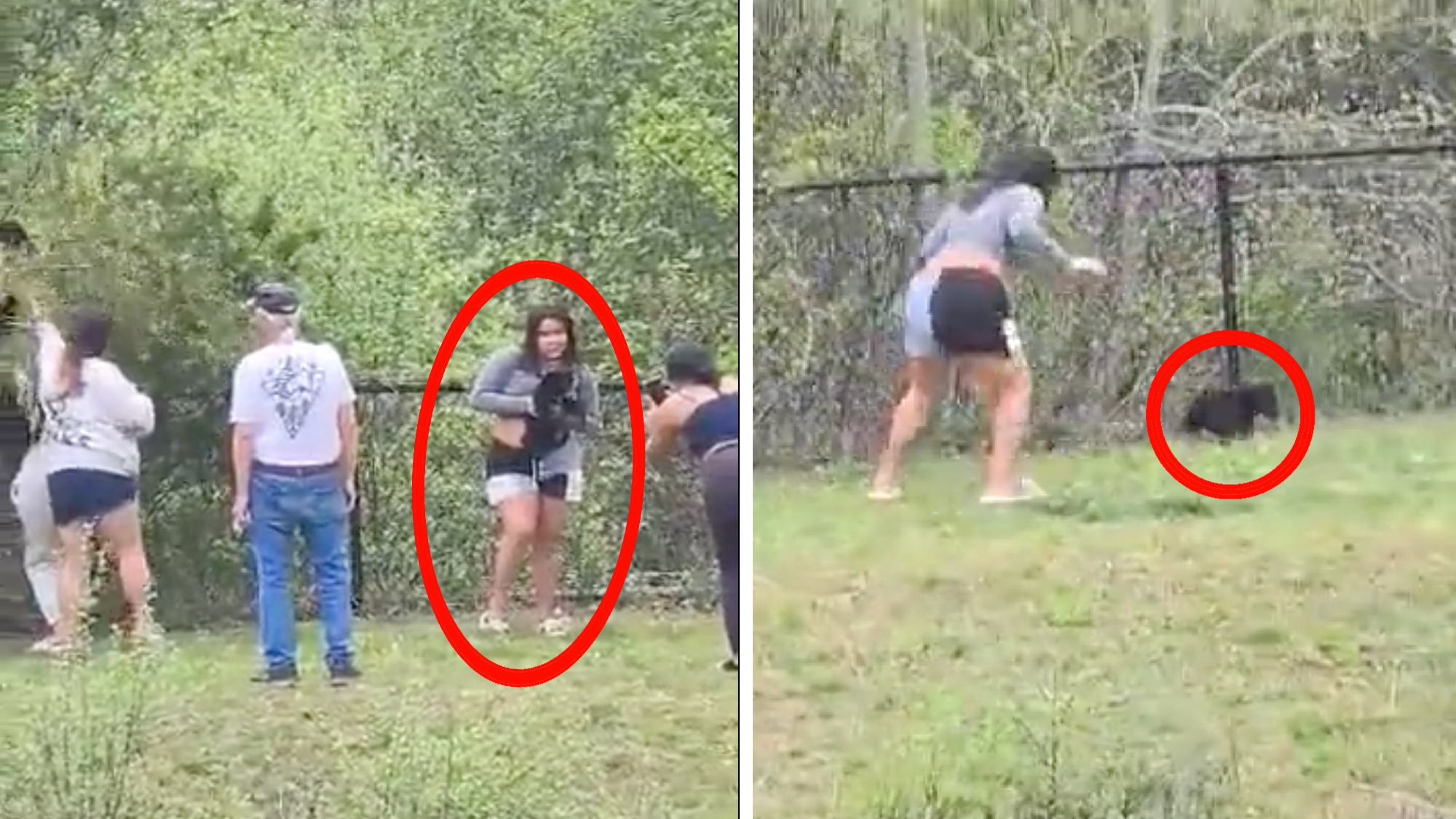 A group of people harasses black bear cubs.
