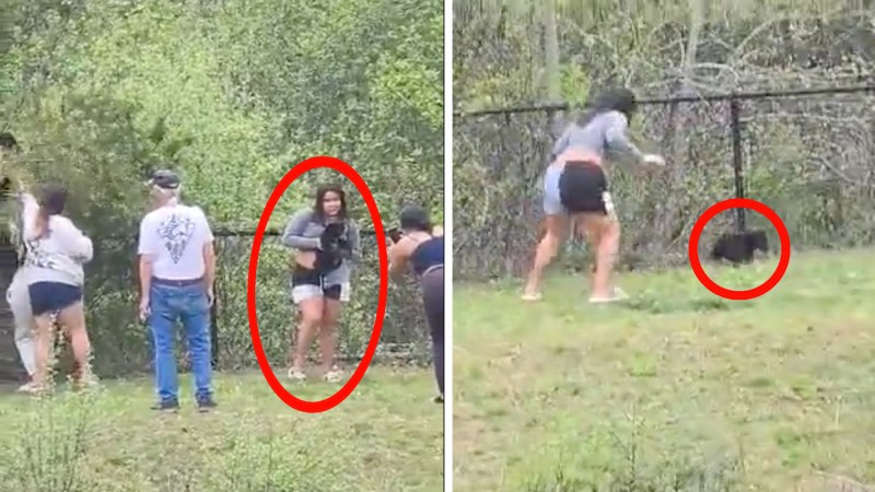 Watch: Teen Drops and Injures Black Bear Cub After Pulling It Out of a Tree to Take Photos with It