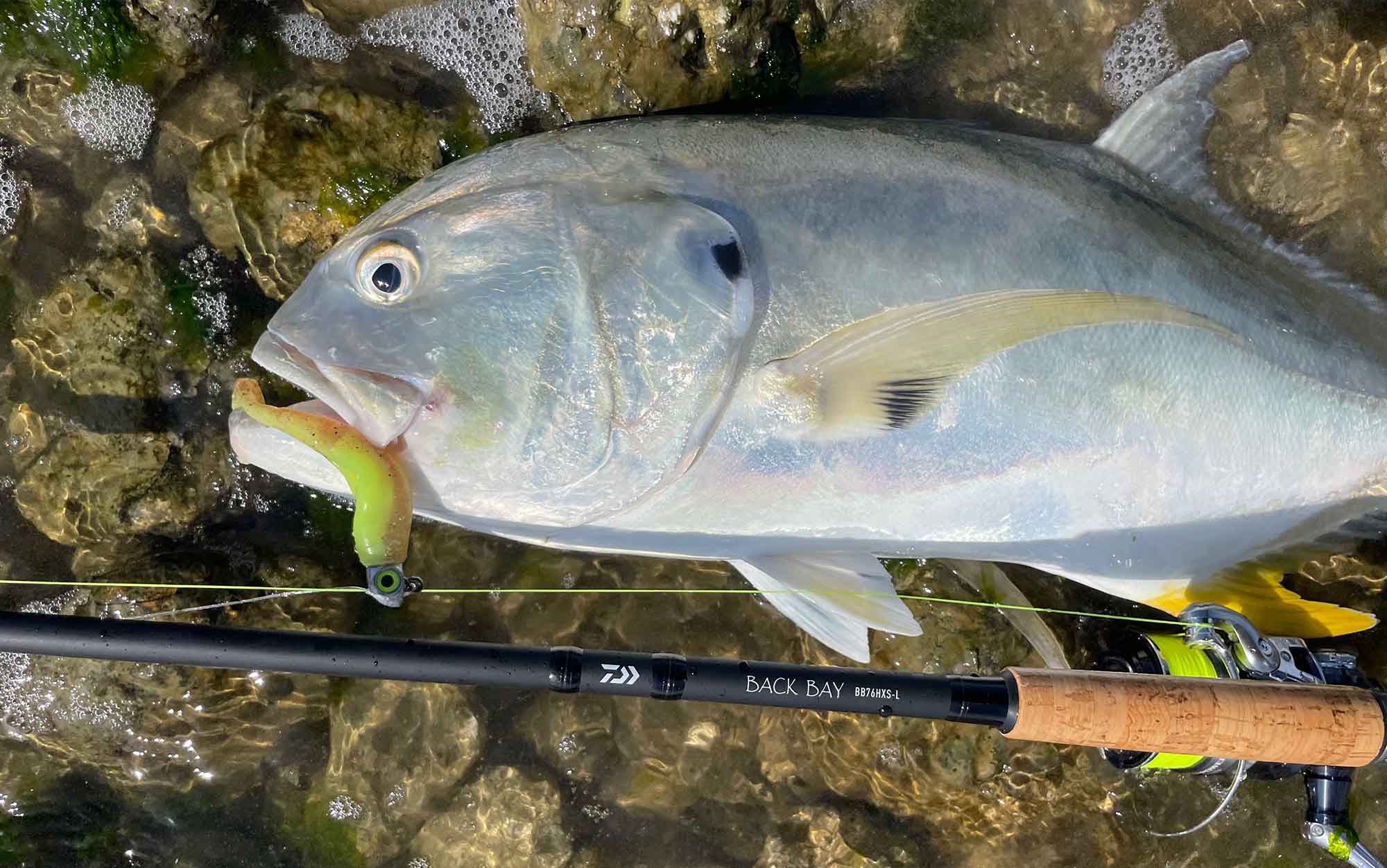 Fish lays on rocks with plastic lure in its mouth.