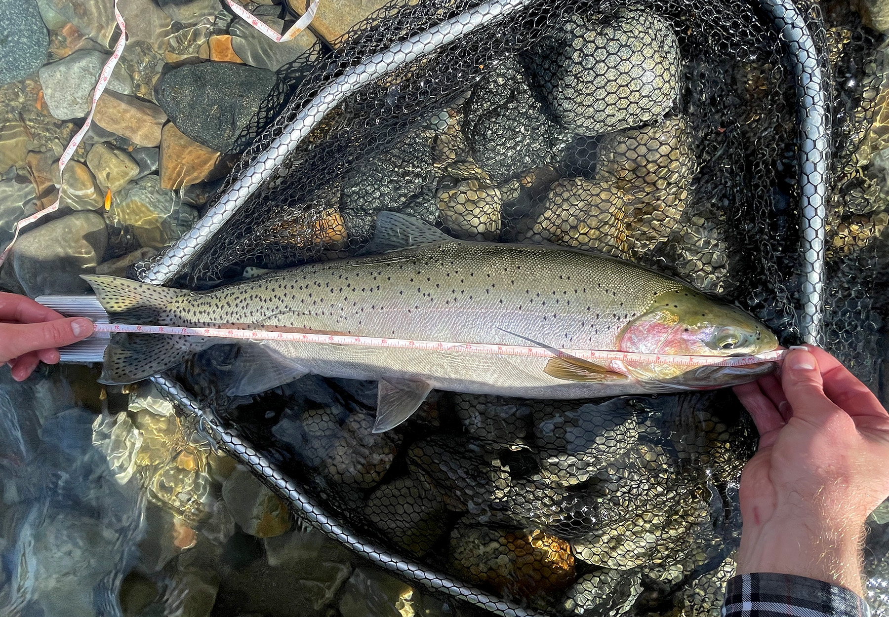 A westslope cutthroat trout in a net.