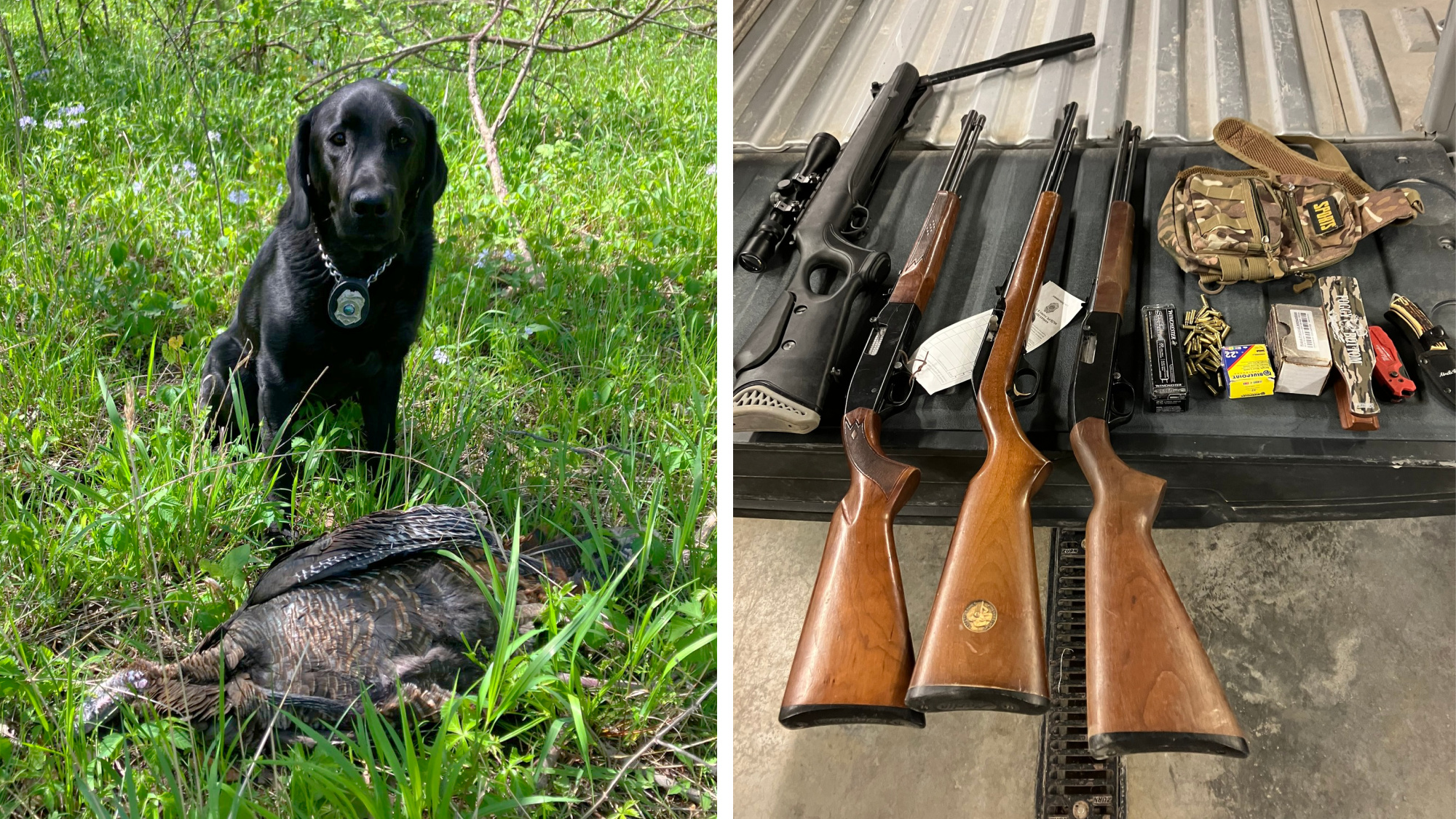 A K9 named Indy with a poached turkey, and a pile of hunting gear.