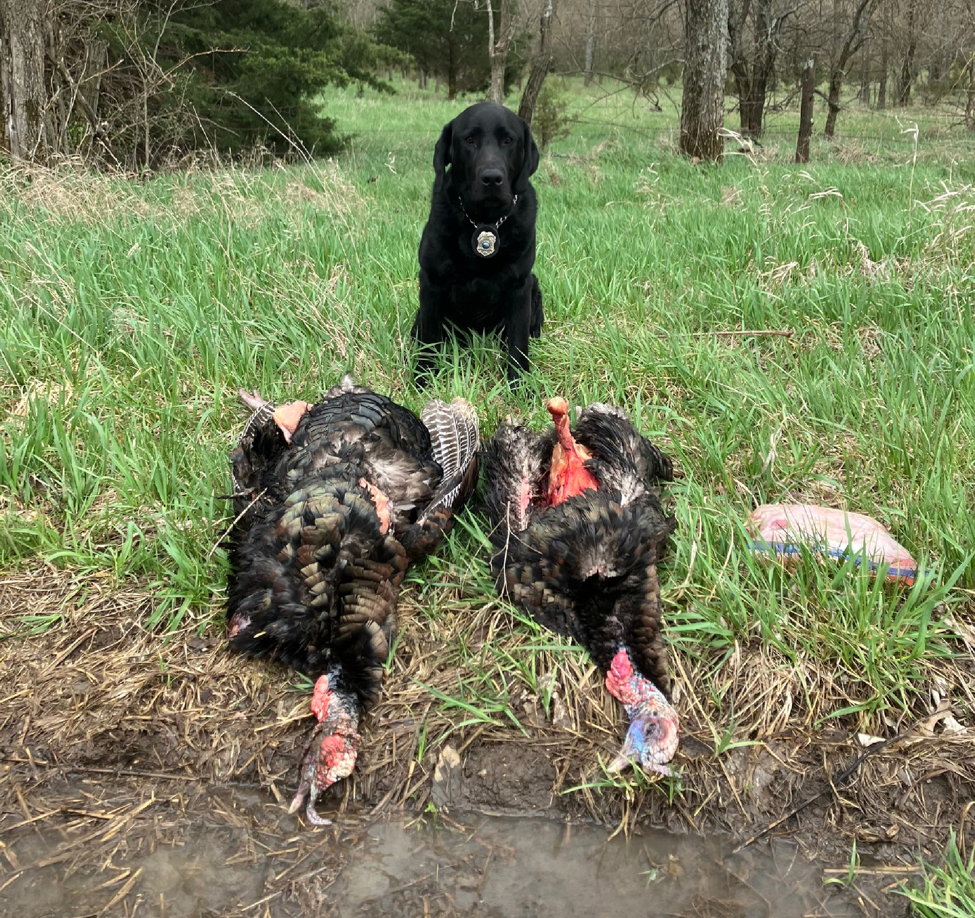 K9 Indy with two more poached turkeys.