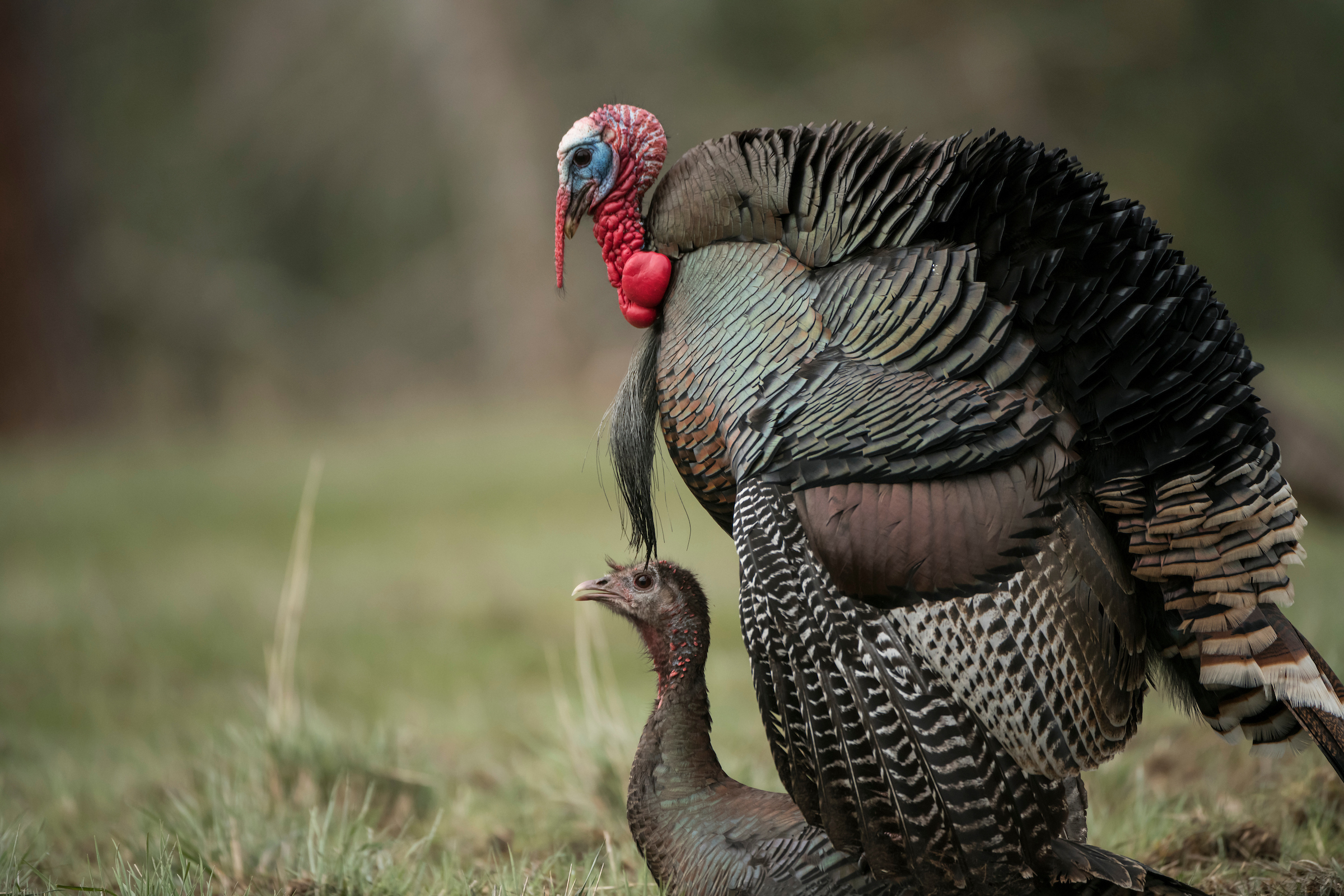 Turkey hunting
