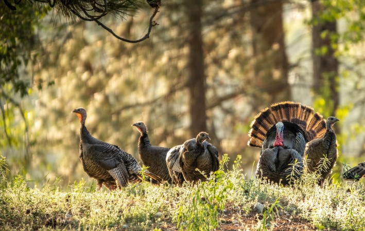 How to Hunt Public Land Turkeys