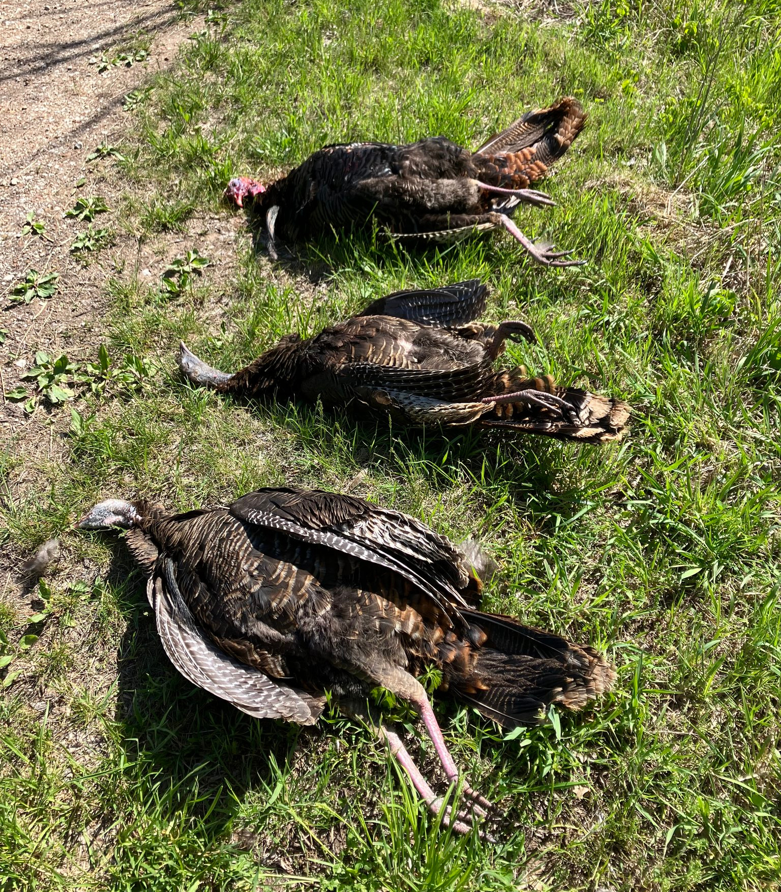 Three turkeys were poached in Kansas.