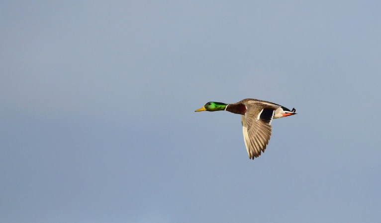 Migrating Mallard Clocked at a Record Speed of Nearly 100 MPH