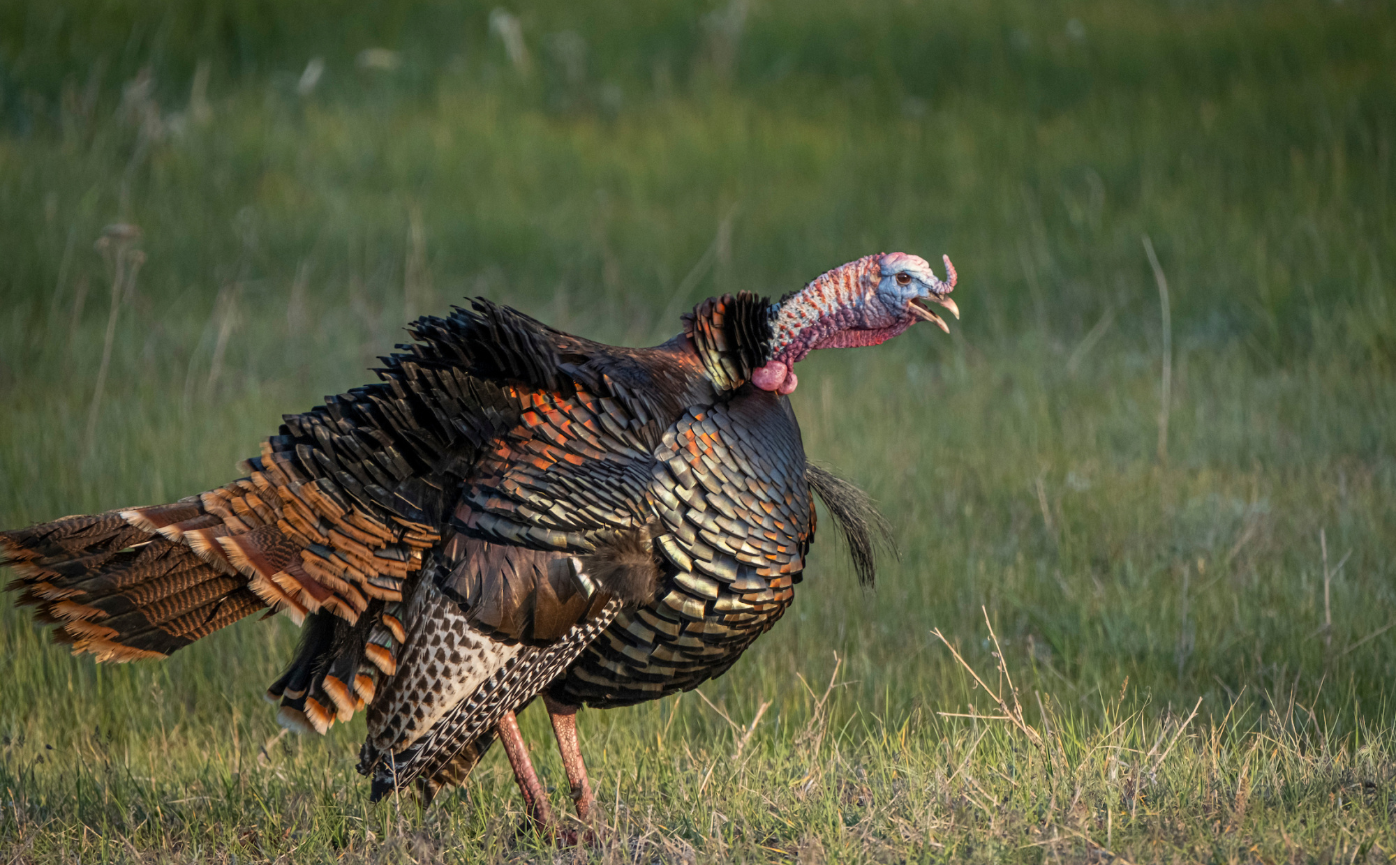 A wild turkey gobbles in a field.