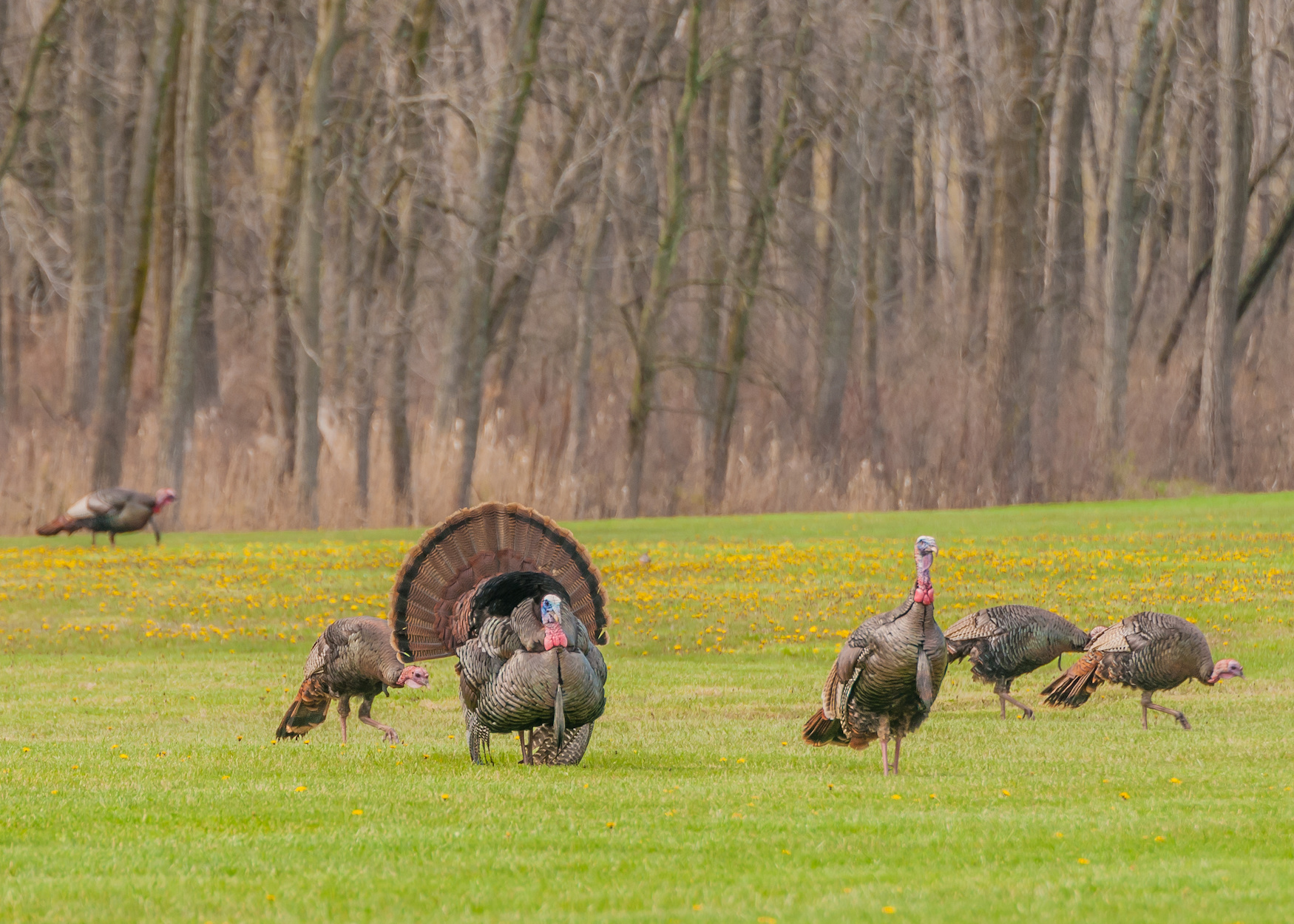 A flock of wild turkeys forages in a field.