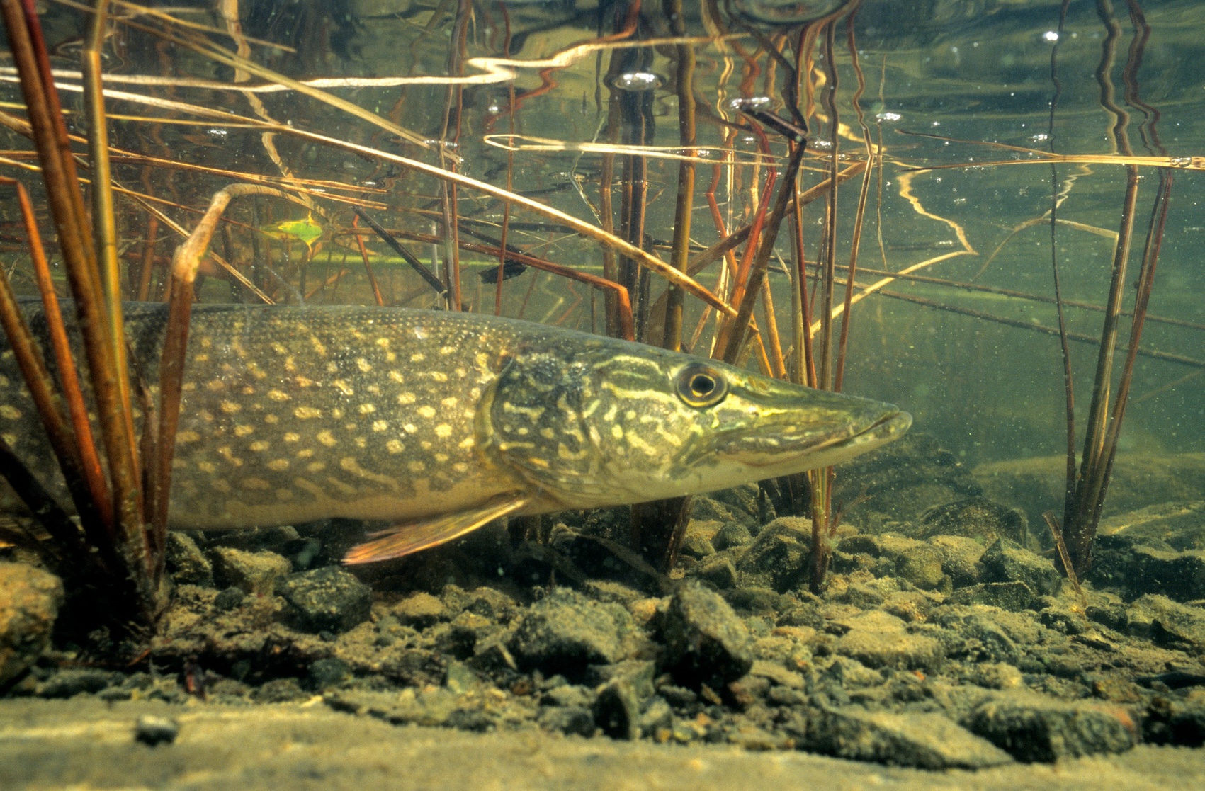 A live northern pike fish waits in the shallows of a weedy lake.