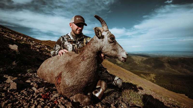 A hunter with a Rocky Mountain bighorn ewe.