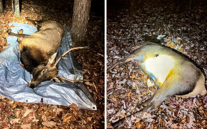 Watch: Locked-Up Buck Sheds Its Antlers, Freeing Itself from Dead Rival