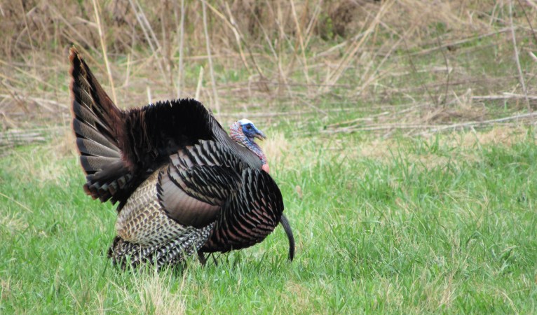 A tom turkey in Kentucky.