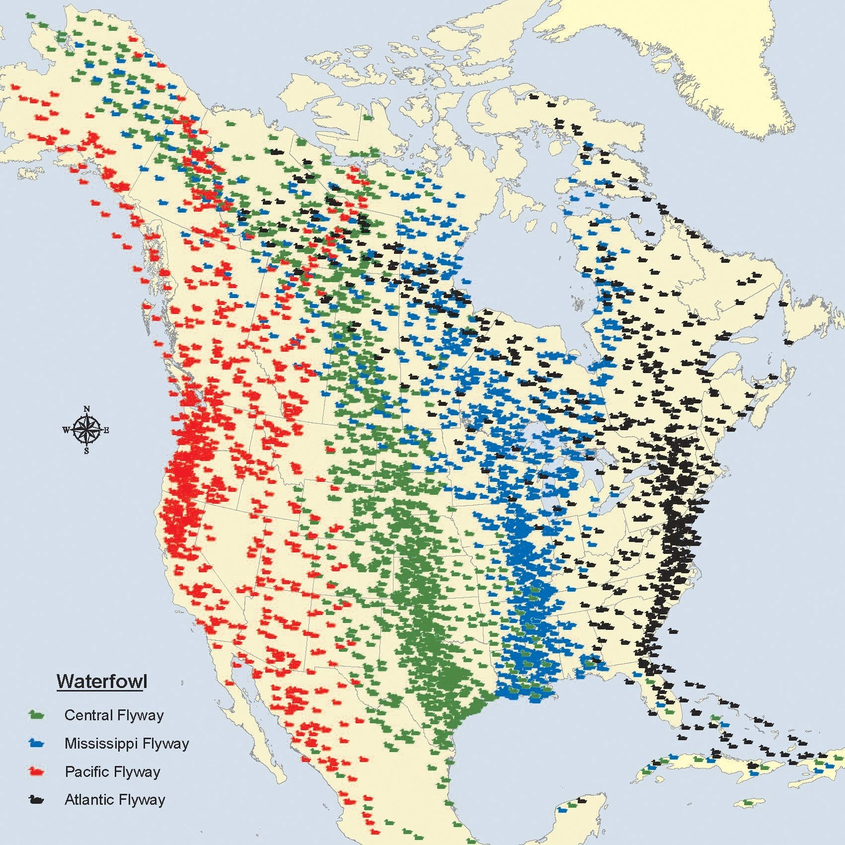 A map of the migratory flyways of North America.