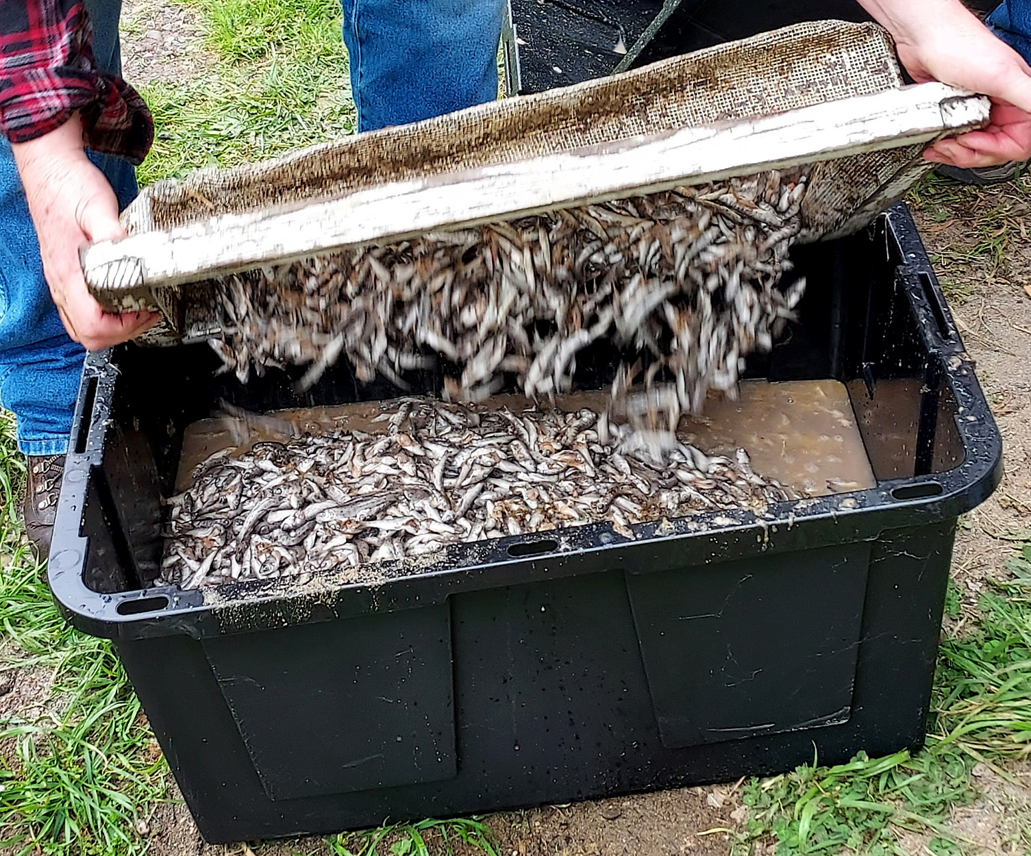 A tote full of dead salmon fry.