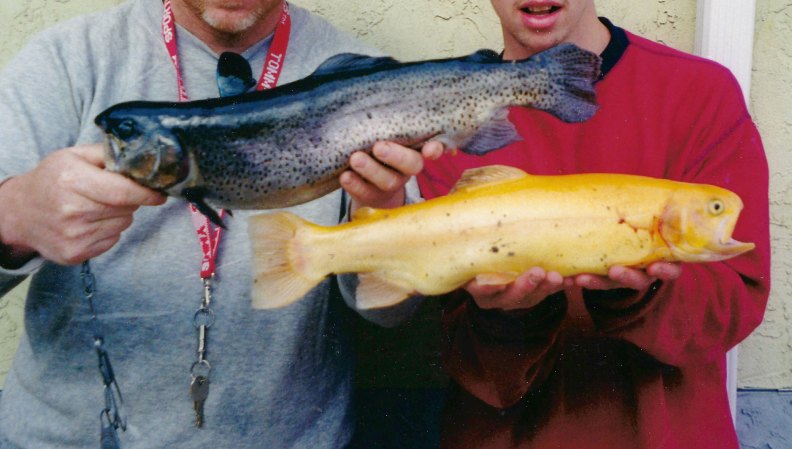 West Virginia Teen Lands New State-Record Tiger Trout That Barely Fit in the Net