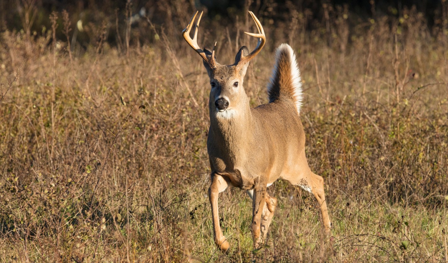 Best Deer Hunting State Kentucky Takes Top Spot in New Whitetail Scale