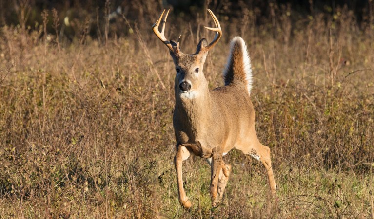 A whitetail buck flags its tail in a field.