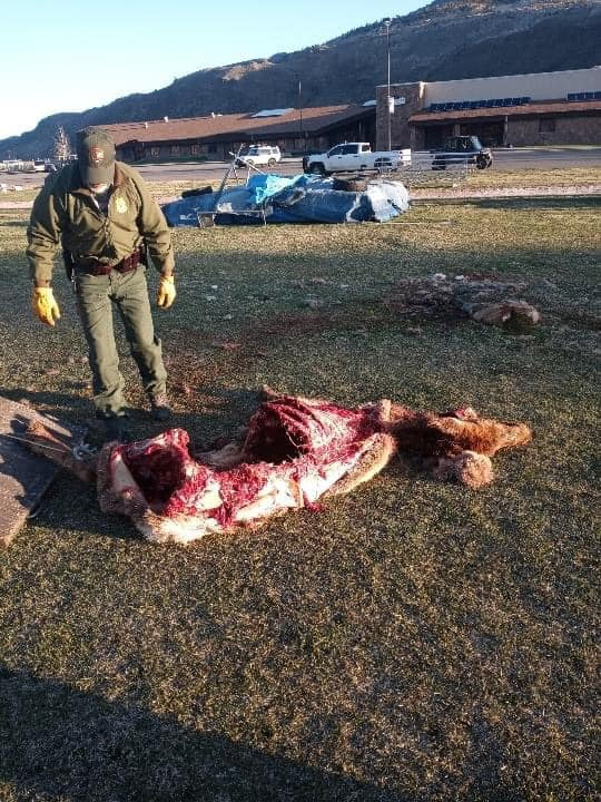 An elk carcass on a football field. 