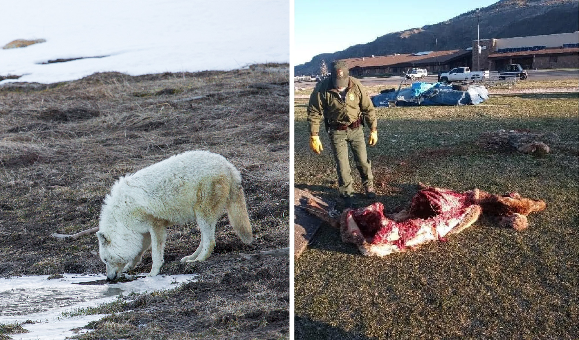 The 8-Mile wolf pack killed a cow elk at a high school in Monana.