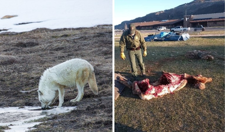 Watch: Yellowstone Wolves Chase Grizzly off Elk Carcass