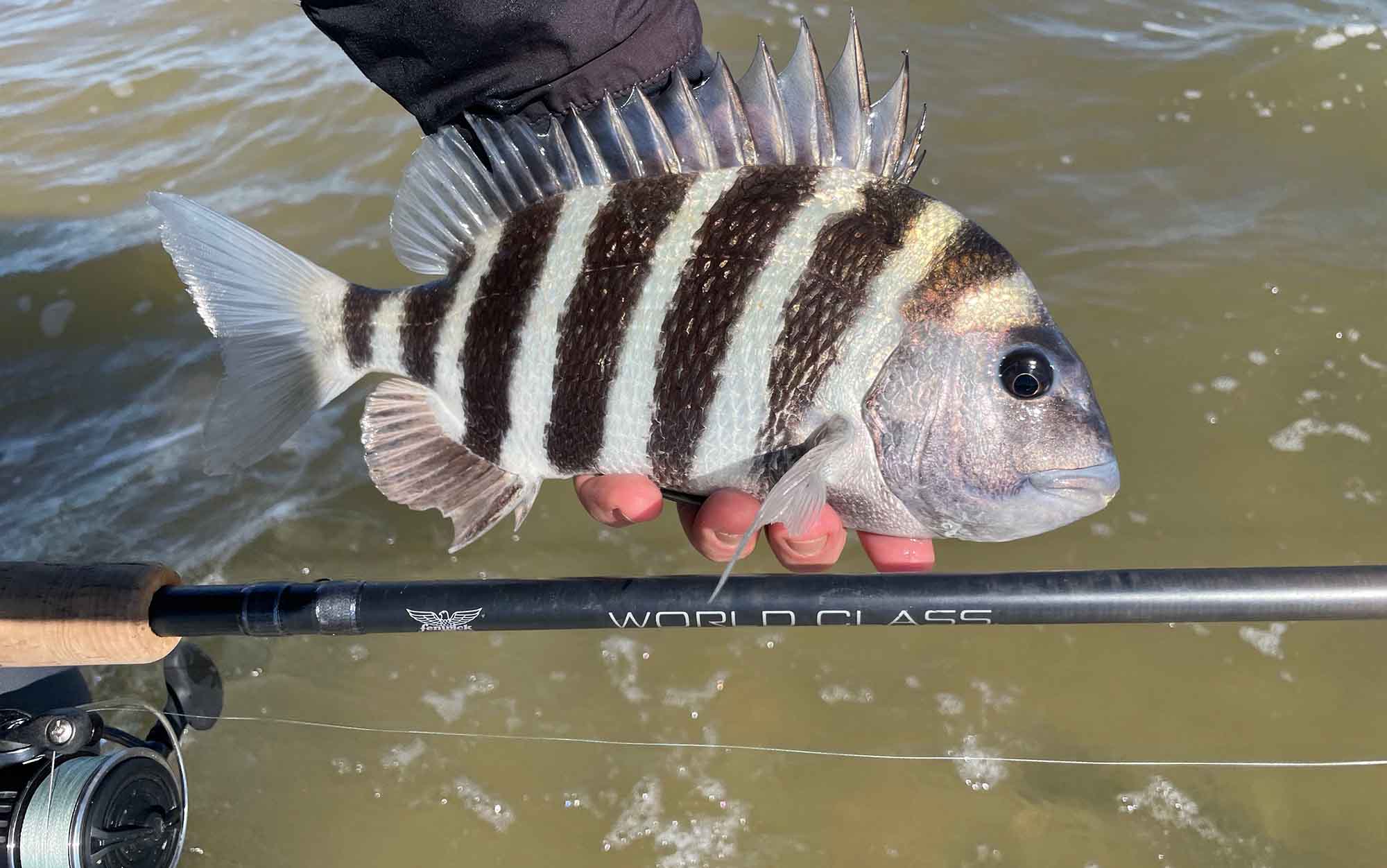 Author holds the Fenwick World Class and a sheepshead.