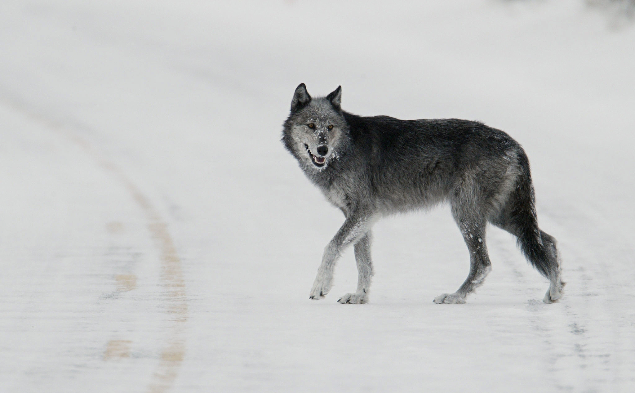 A dark gray and white Wyoming wolf crosses a snowy road.