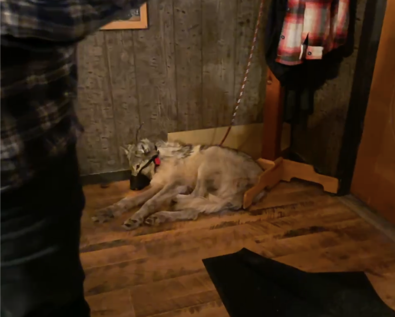 A Wyoming wolf was hit by a snowmobiler and paraded around a bar.