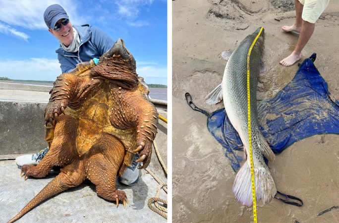 Fisherman Catches Gigantic 200-Pound Snapping Turtle, Then Lands World Record Gar