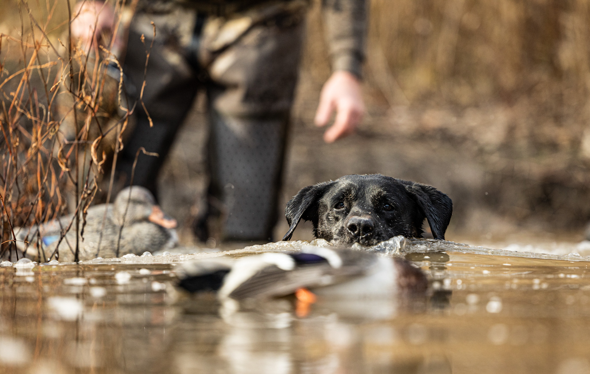 A Lab is the most versatile of hunting dogs.