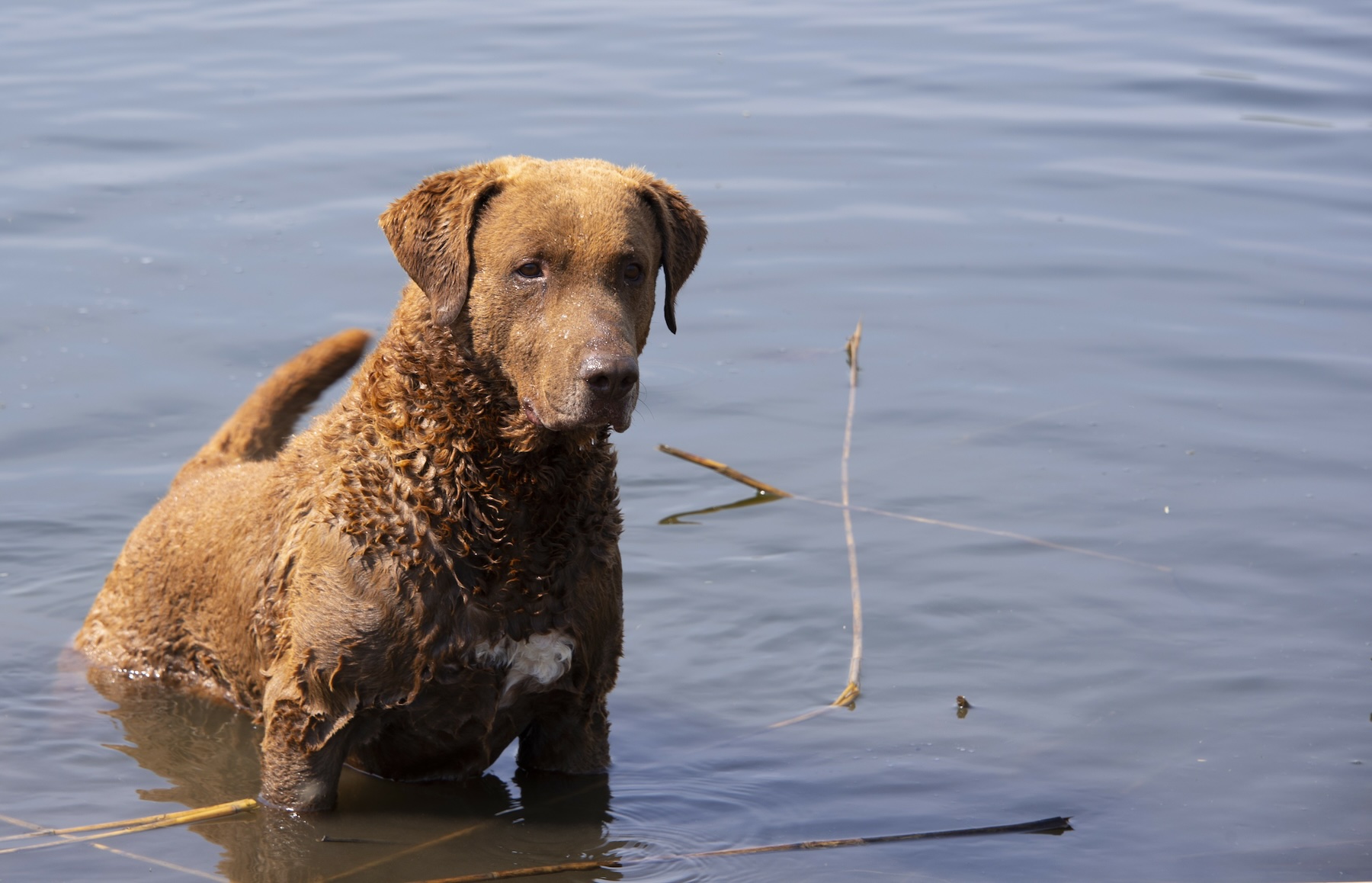 Chesapeake Bay retrievers make hardy hunting dogs.