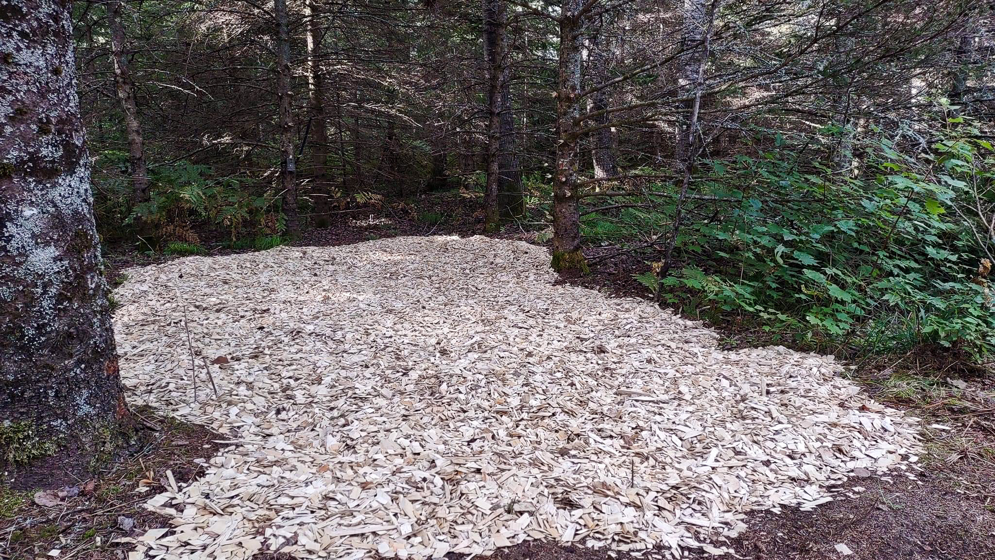 A layer of wood chips over spawn and straw in a mushroom food plot.