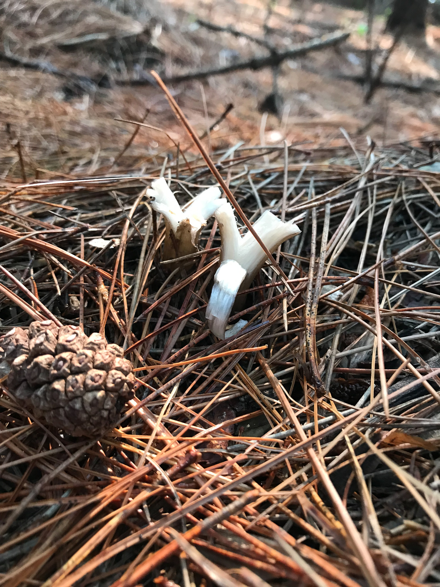Mushrooms that have been eaten by deer.