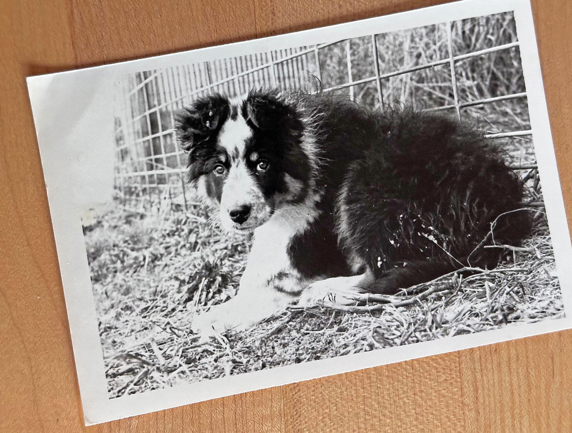 a black and white photo of a border collie puppy