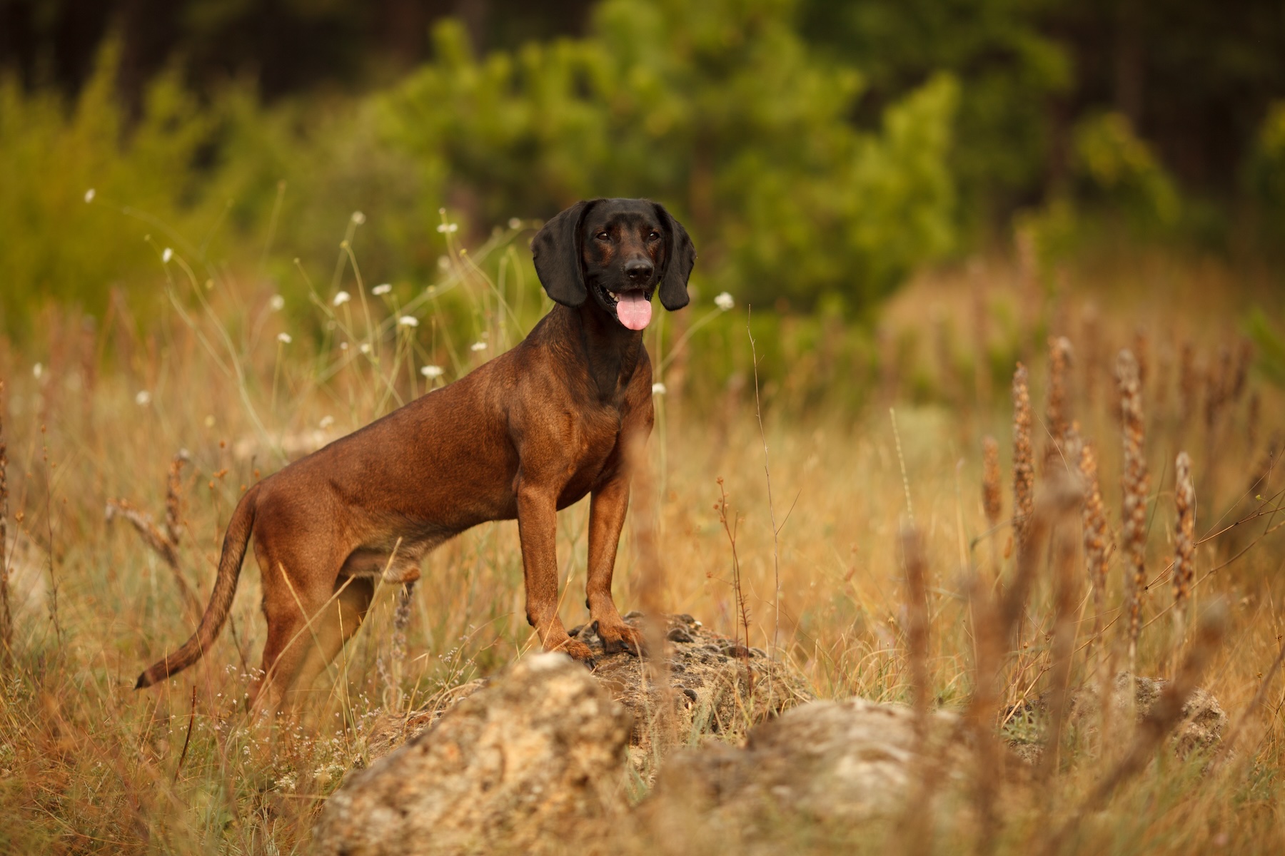 hunting dogs breed Bavarian mountain hound