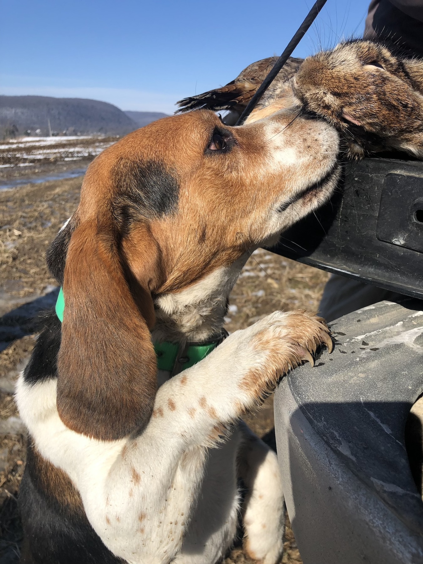 A beagle is one of the most popular hunting dogs for rabbits