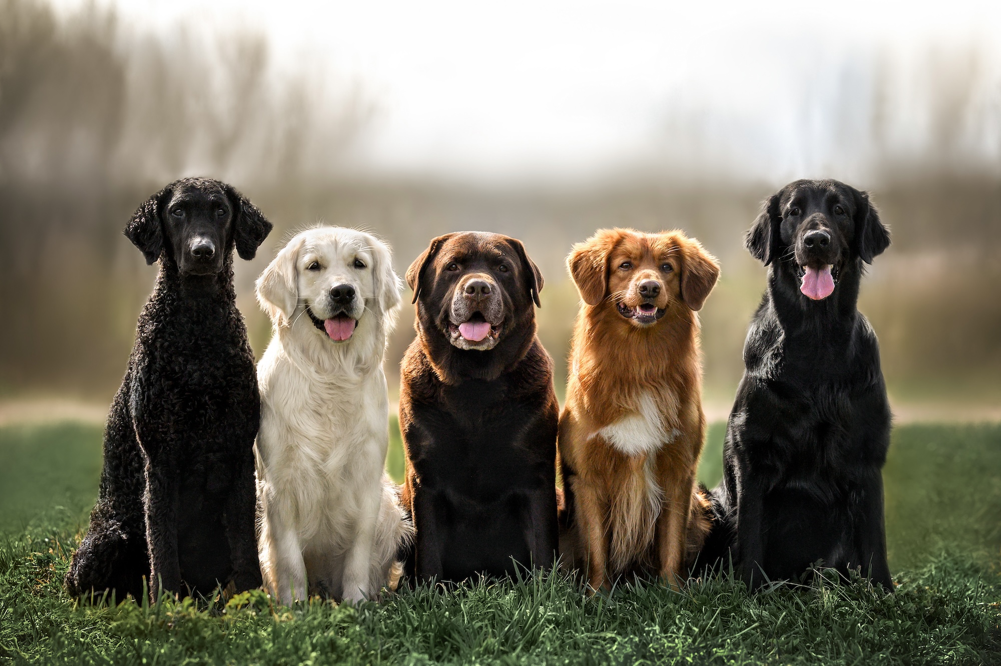 The best hunting dogs include, from left, a curly coated retriever, golden retriever, Labrador, Nova Scotia duck tolling retriever and flat coated retriever all sitting together.
