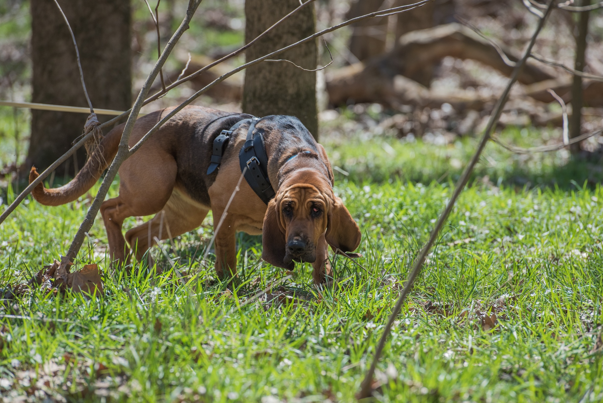 A bloodhound on a track.