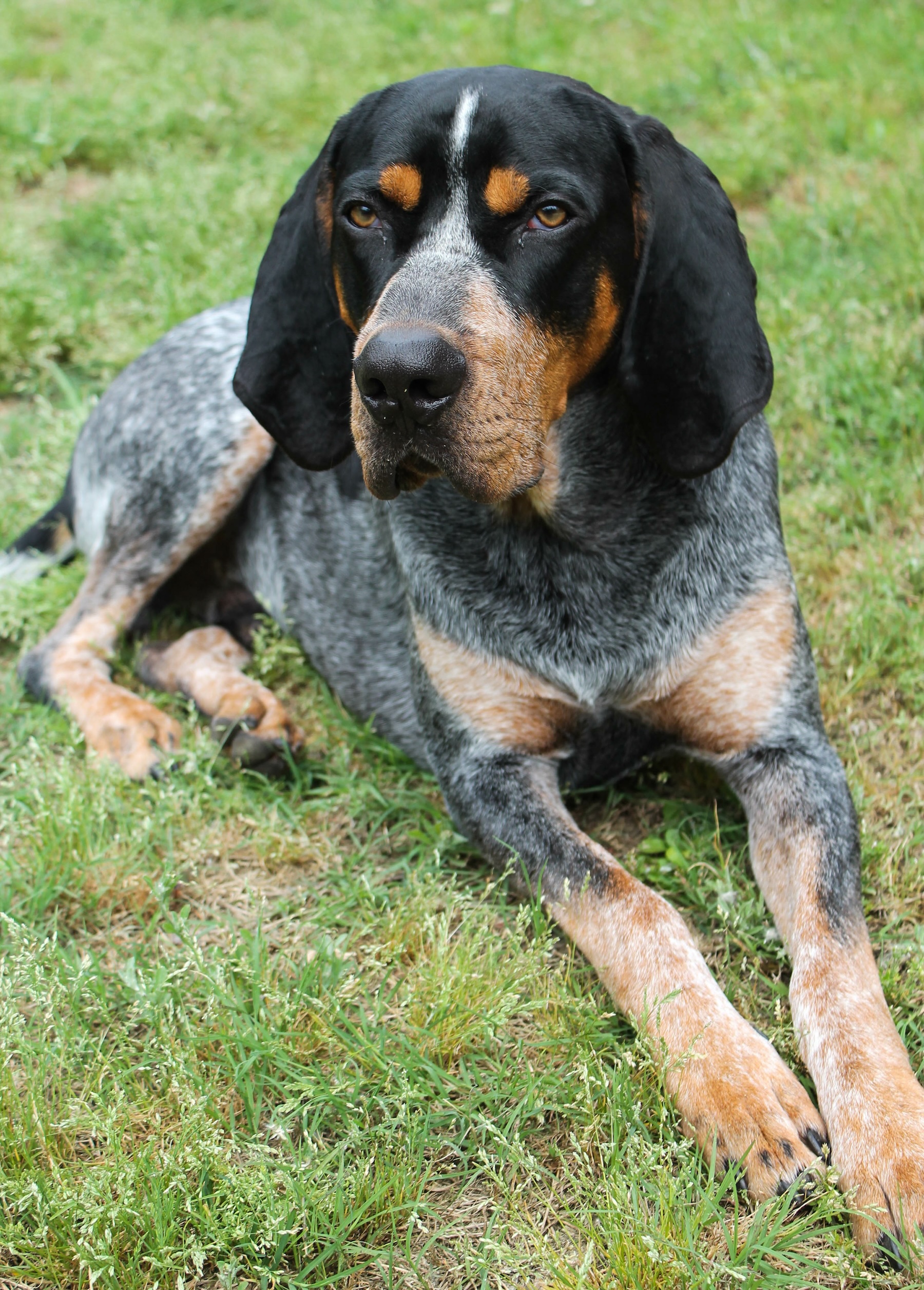 A bluetick coonhound is one of the most classic hunting dogs in the hound family.