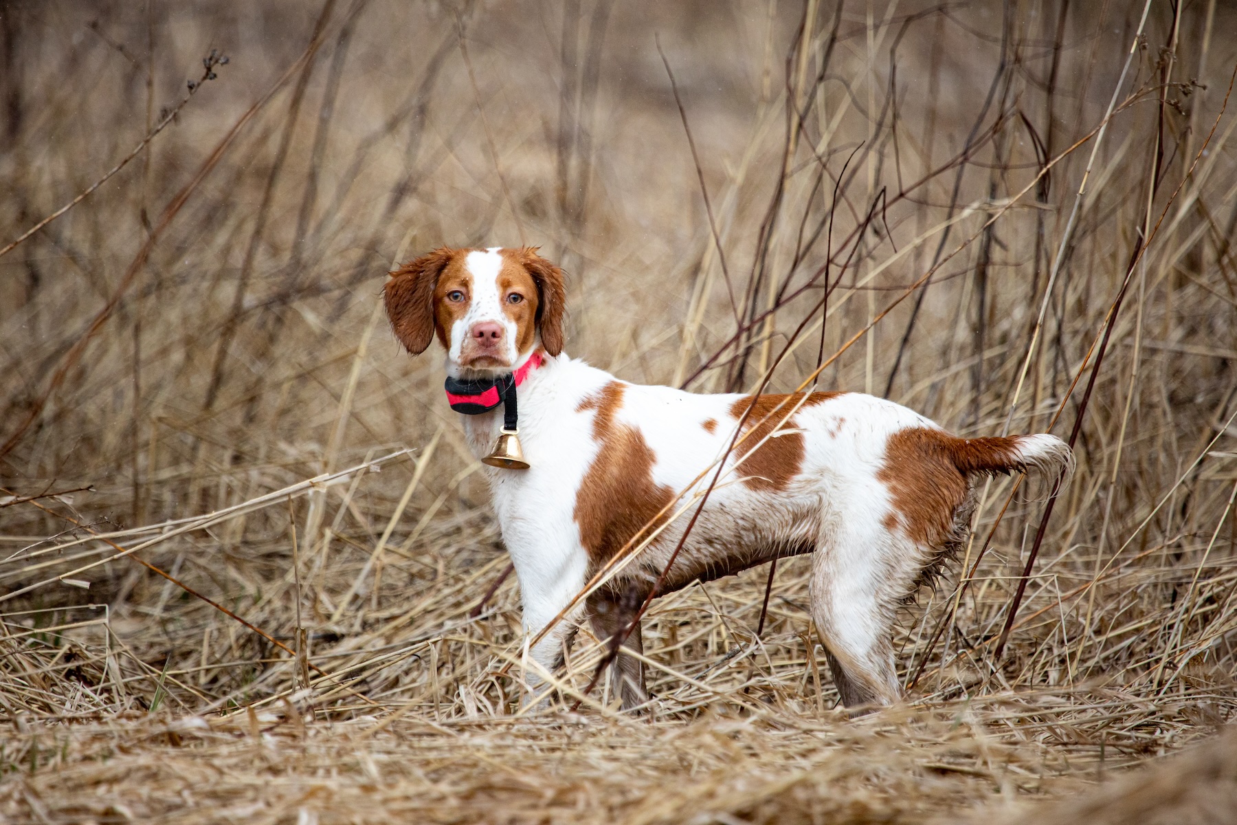 Hunting dogs like the Brittany are versatile, energetic, and attractive.