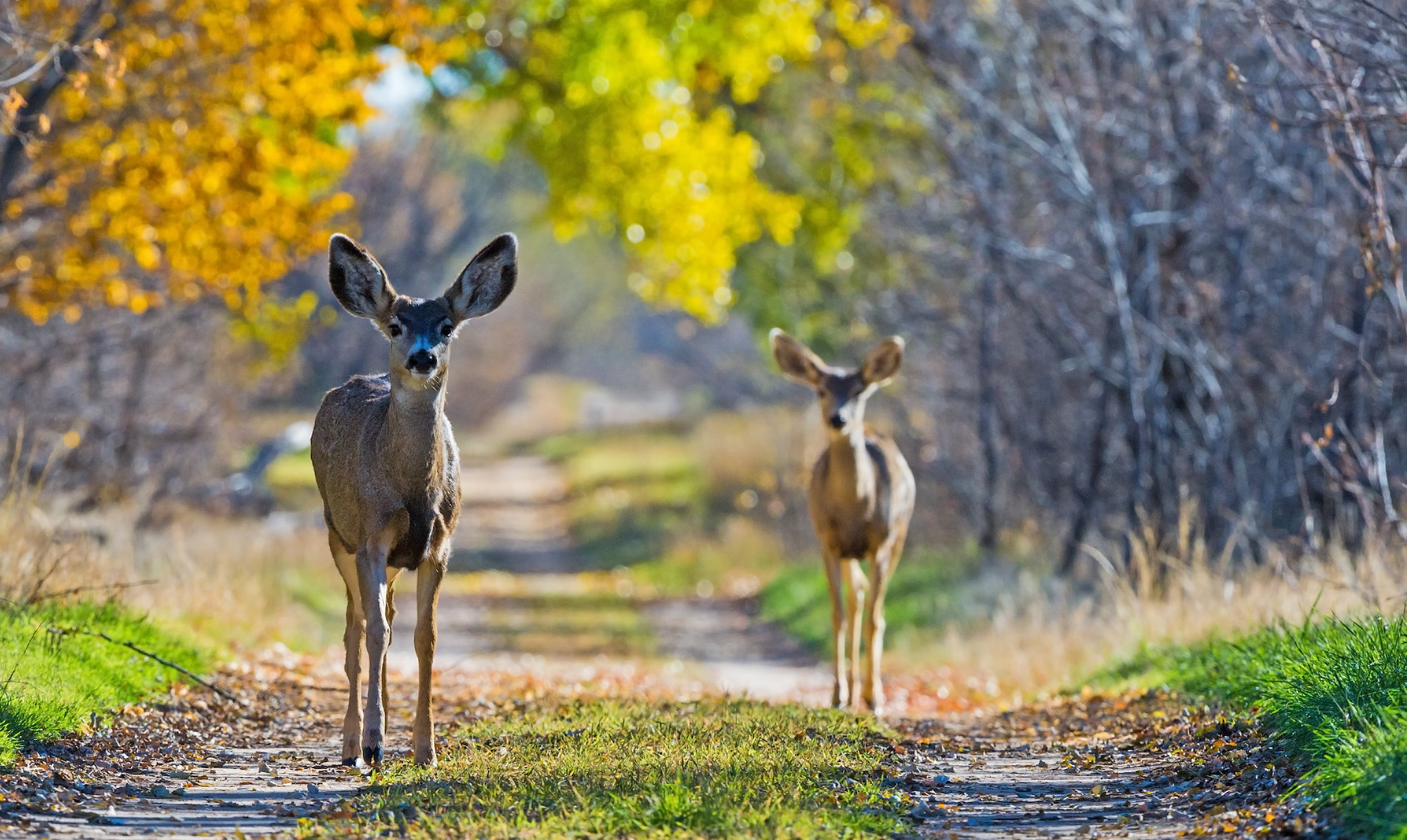 Two mule deer stand in the middle of a road.