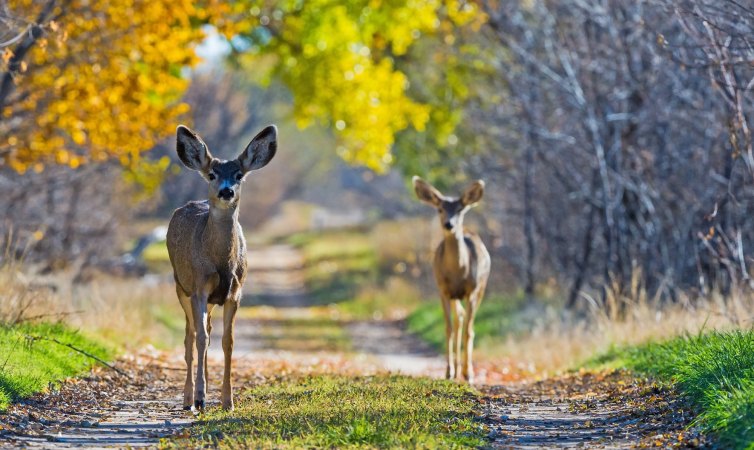 California Confirms Its First Two Cases of Chronic Wasting Disease