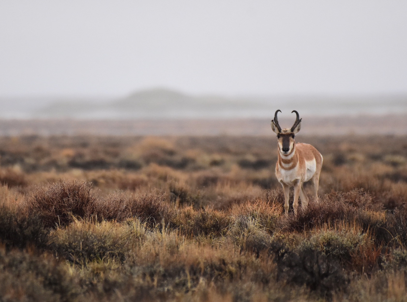 A pronghorn antelope at a national wildlife refuge.